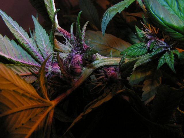 Brose purple seeed husk