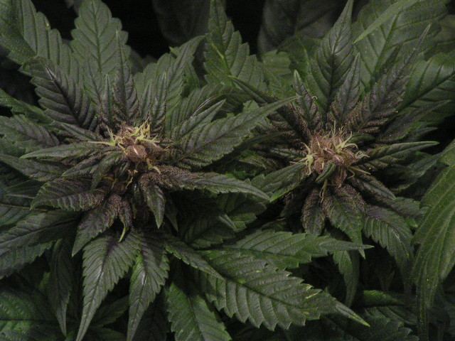 Brose seeded