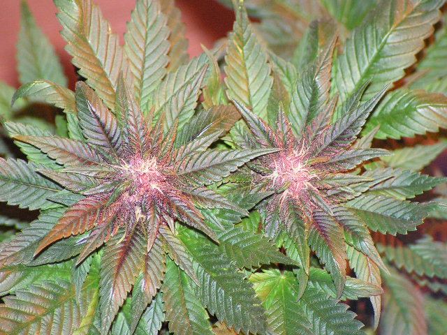 Brose TWIN BUDS
