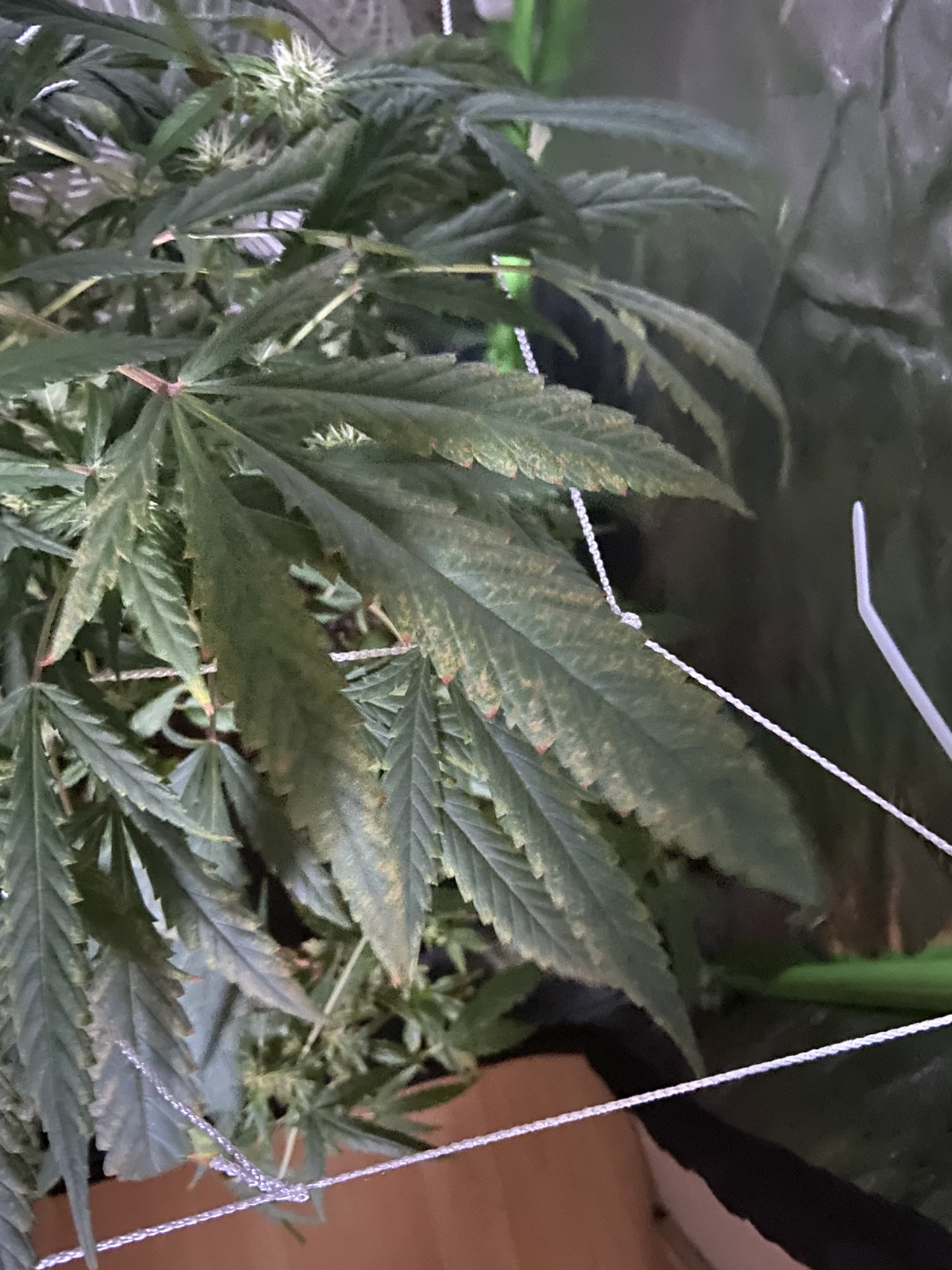 Brow spots on leaves from lockout 5