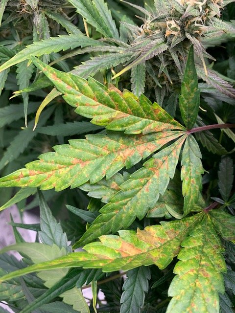 Brown and yellow blotches on leaves need some help figuring out how to fix it 2