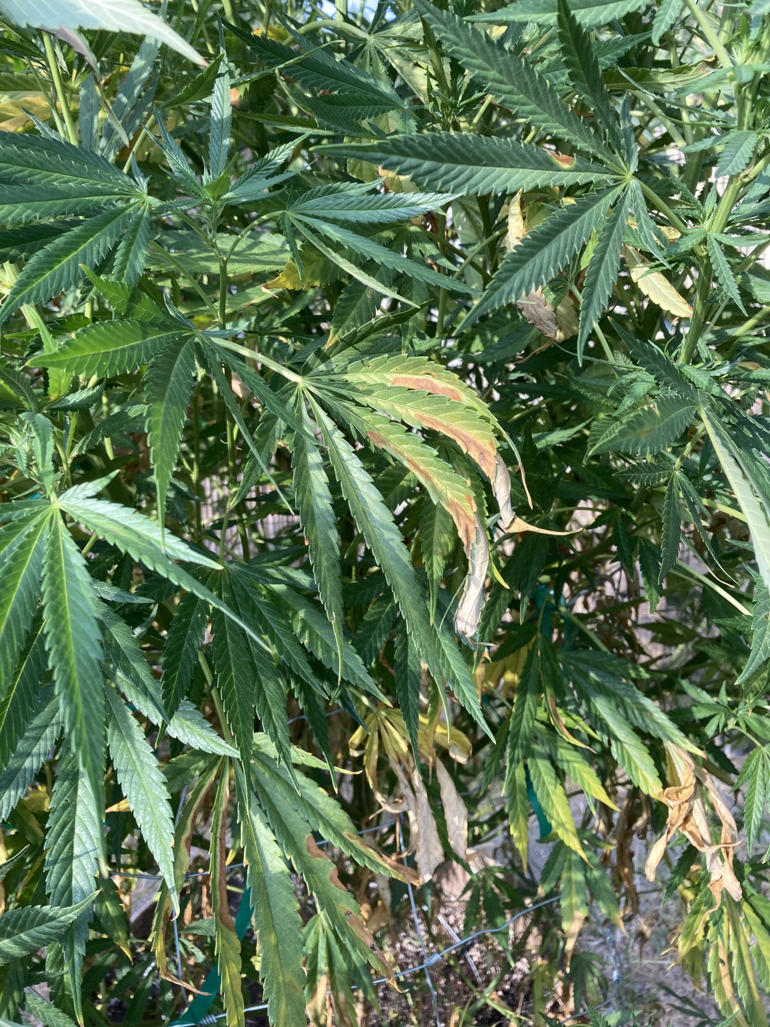 Brown area on leafyellowing