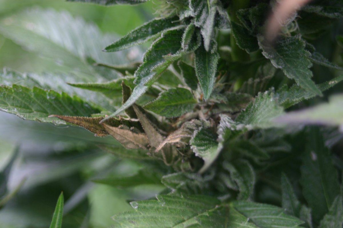 Brown bud sites and mold outdoors did i wait too long to harvest help please 2