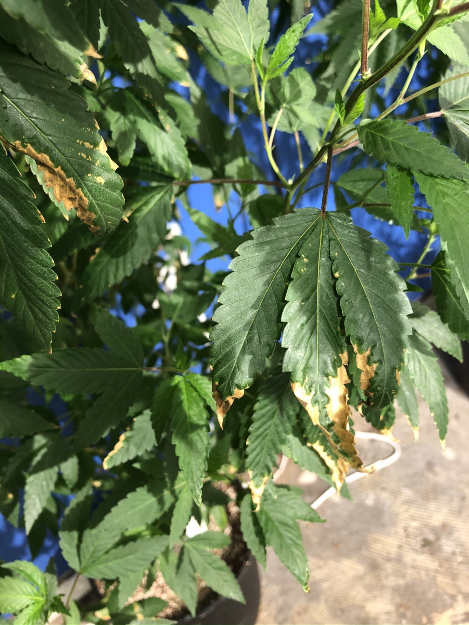 Brown leaf edges problem help 4