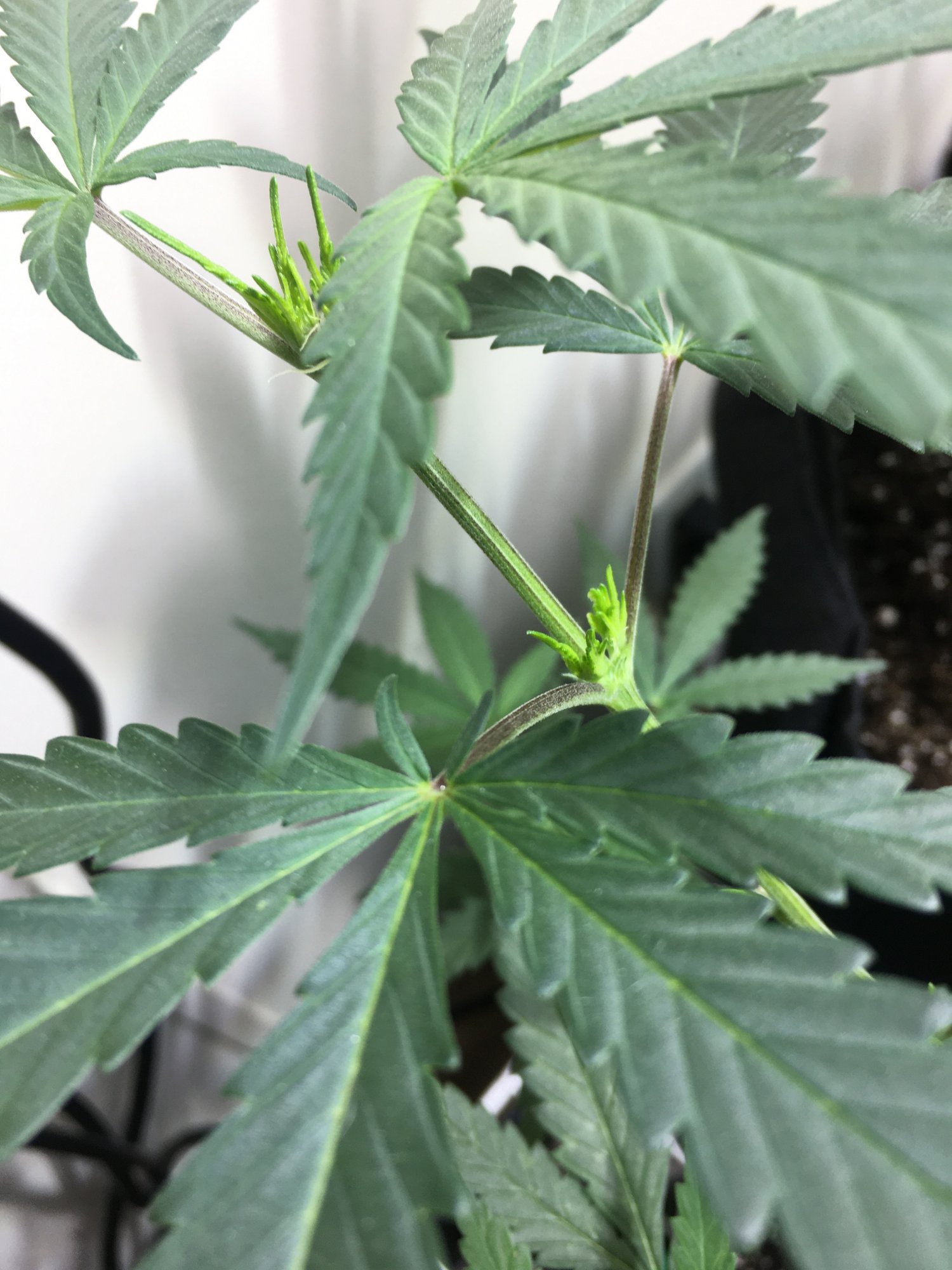 Brown main stem no drooping or signs of root rot 4