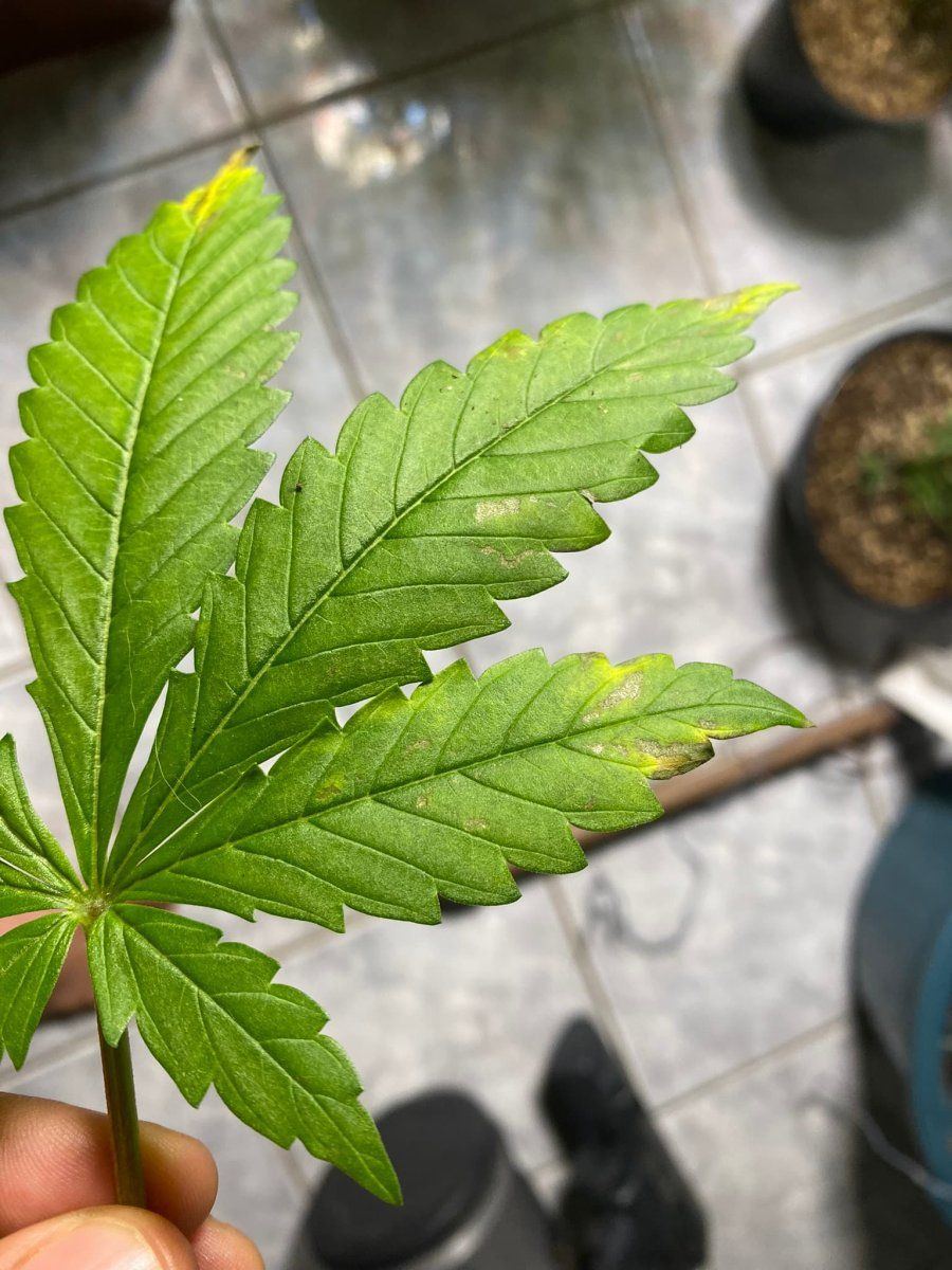 Brown spots and yellowing of some bottom leaves 3