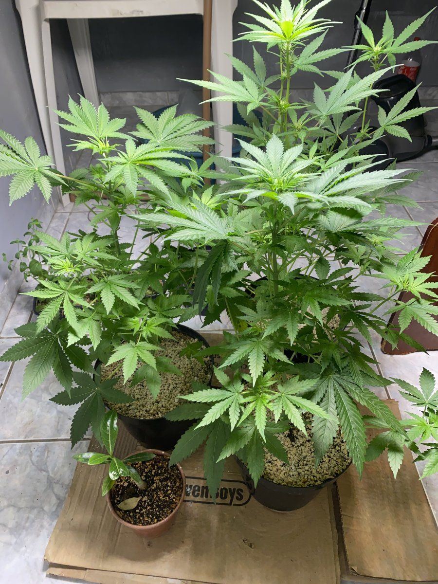 Brown spots and yellowing of some bottom leaves 4