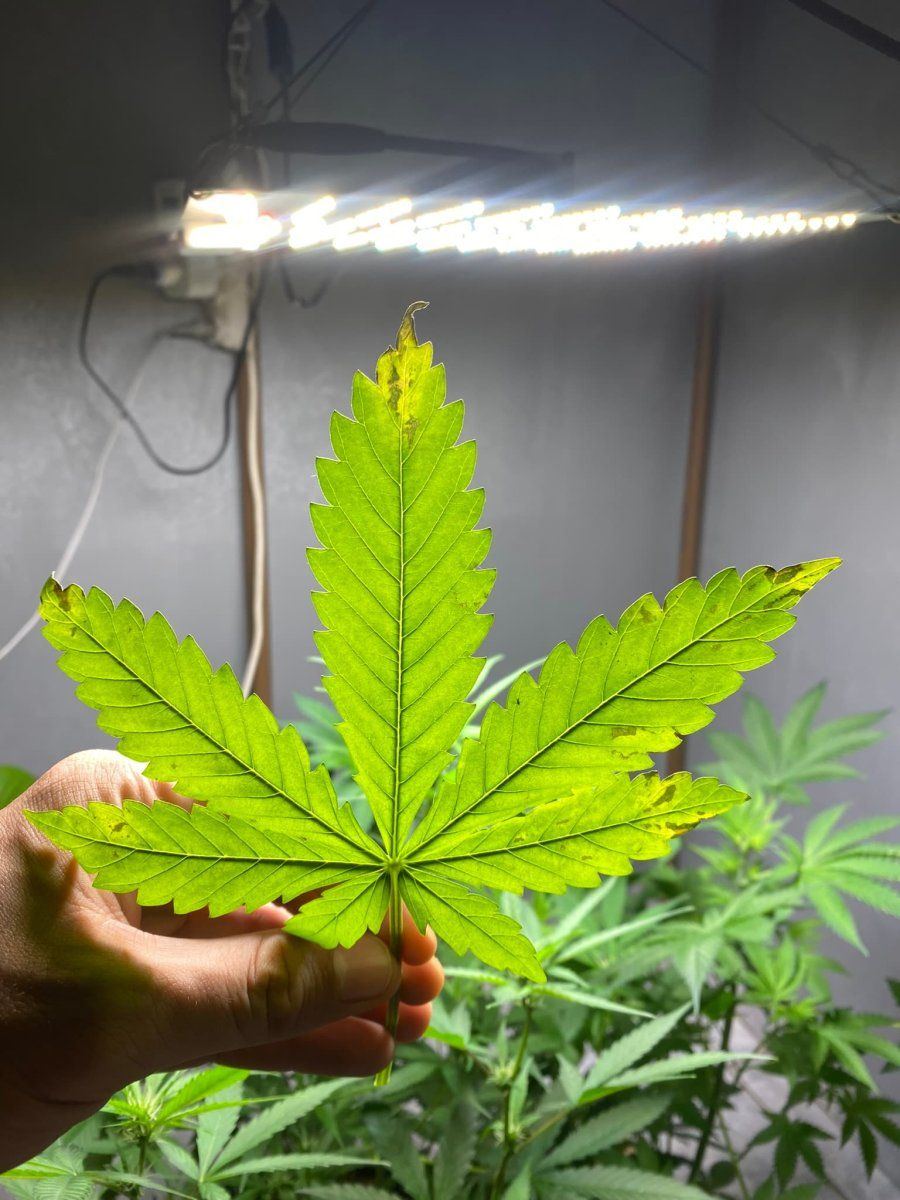 Brown spots and yellowing of some bottom leaves