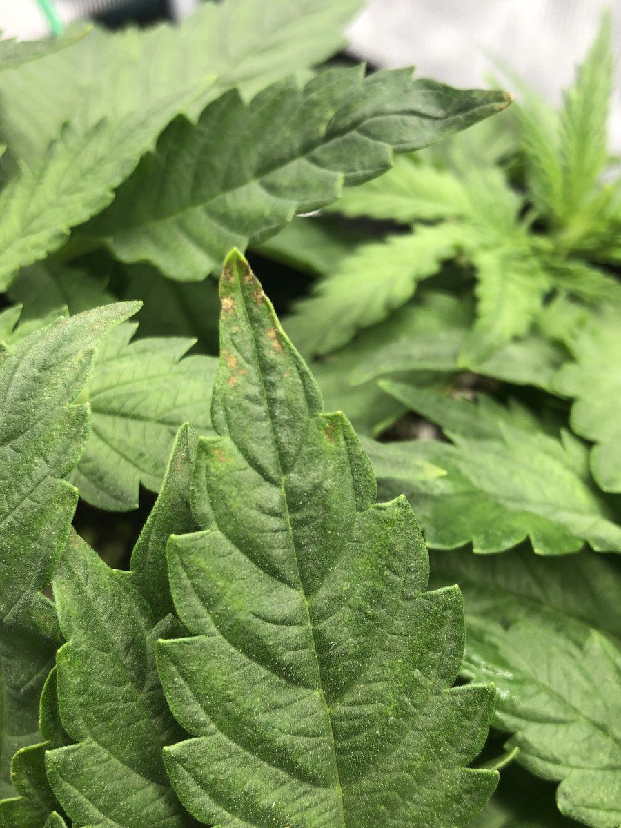 Brown spots forming on leaf tips 2
