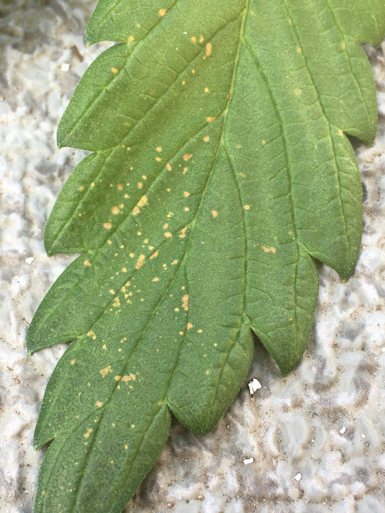 Brown spots on leaves heeeelp