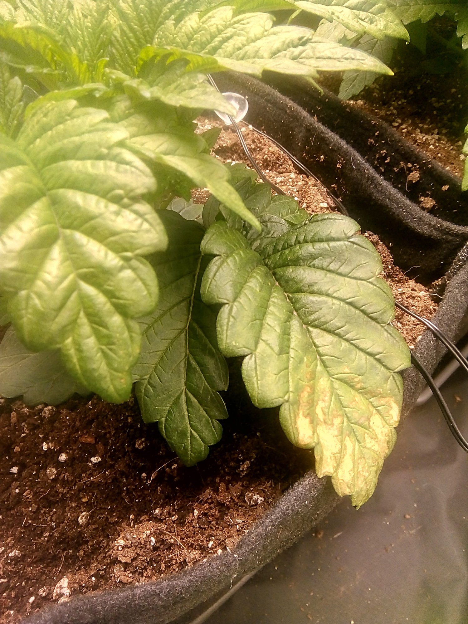 Brown spots on some leaves 2