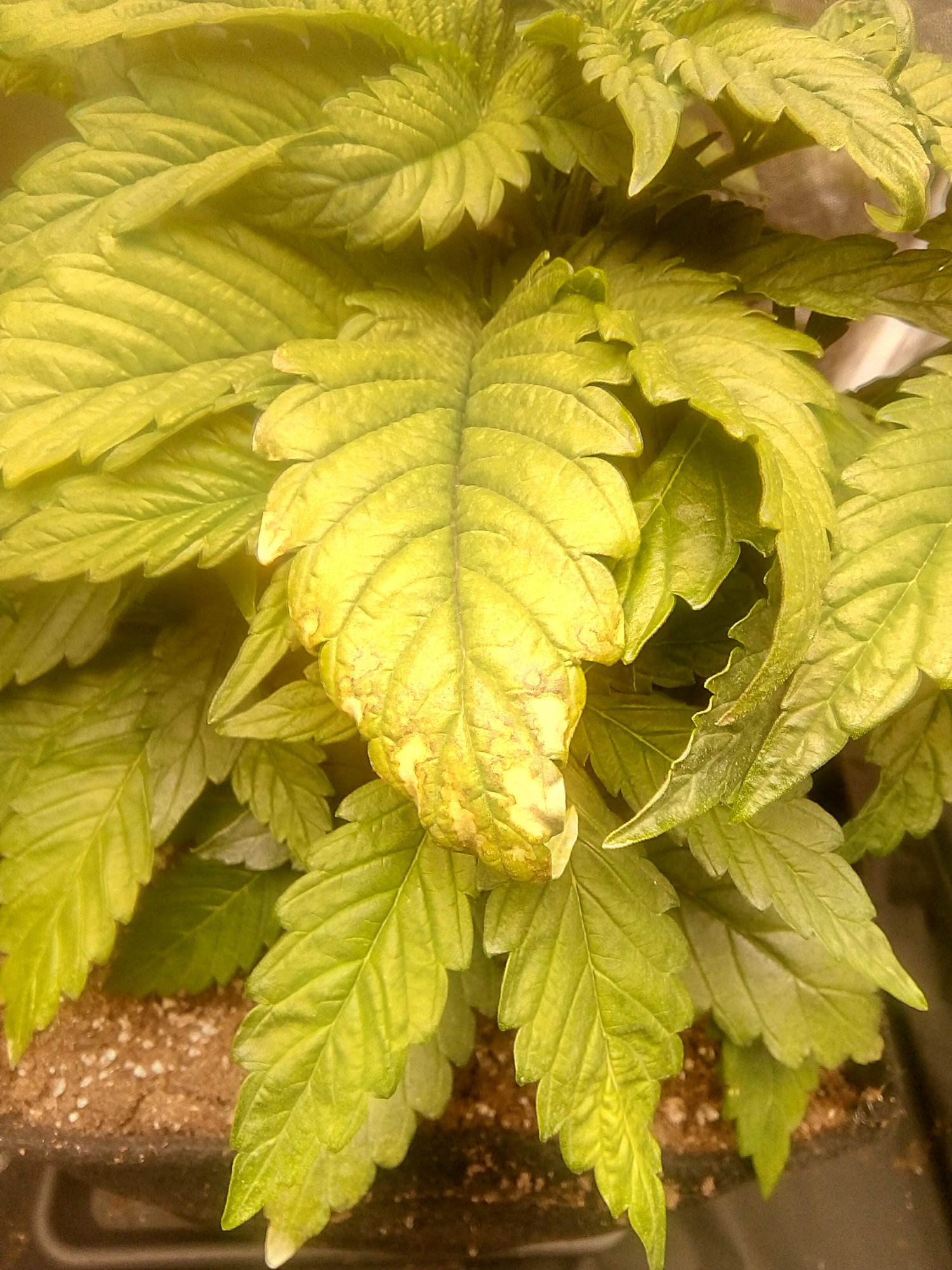 Brown spots on some leaves