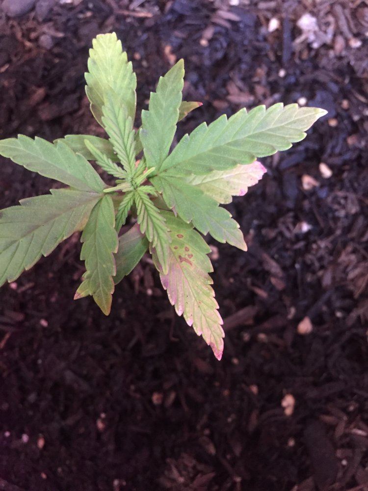Brown spots on young plant