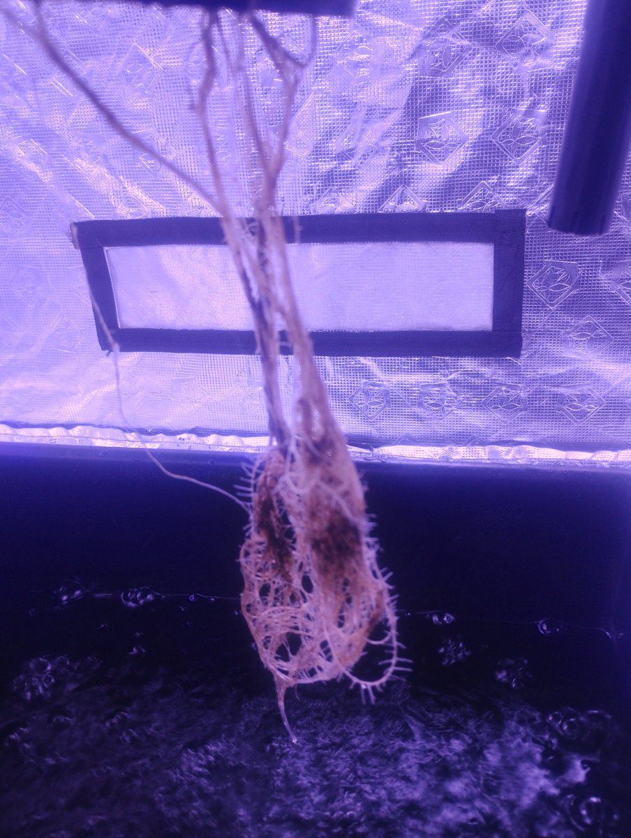 Brown stuff on roots dwc