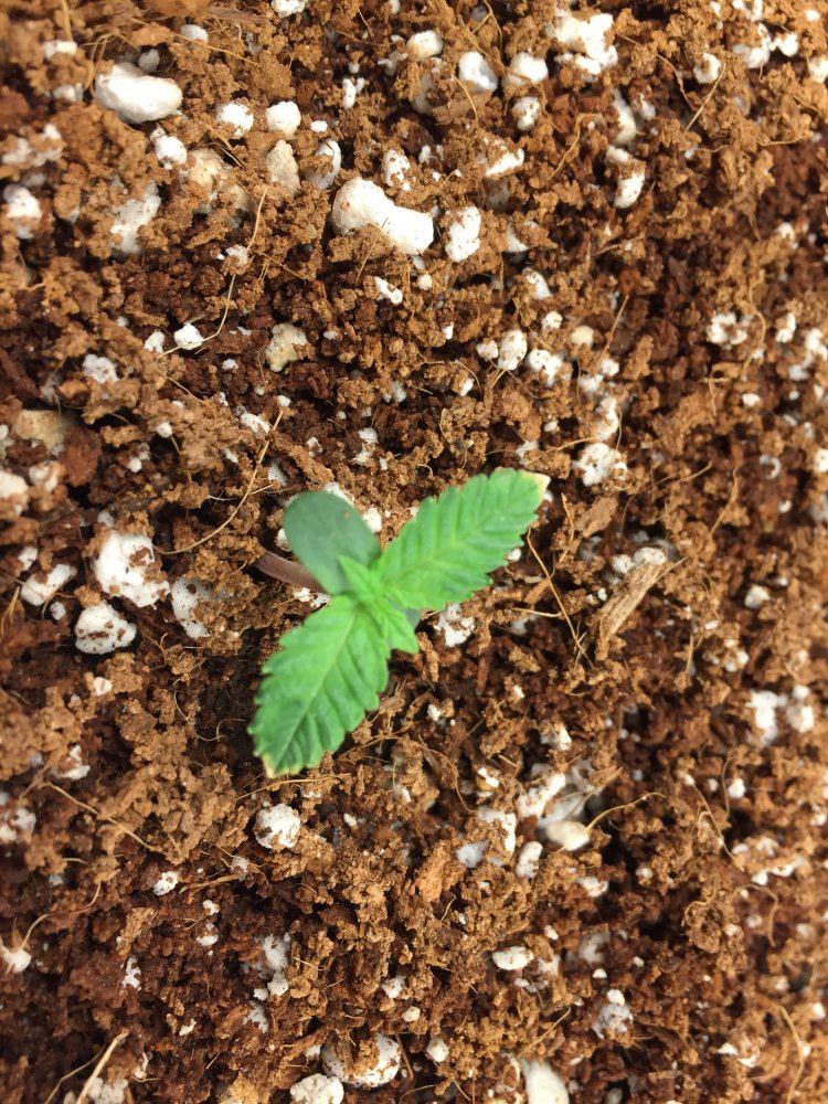Brown tips on 2 day old seedlings 2