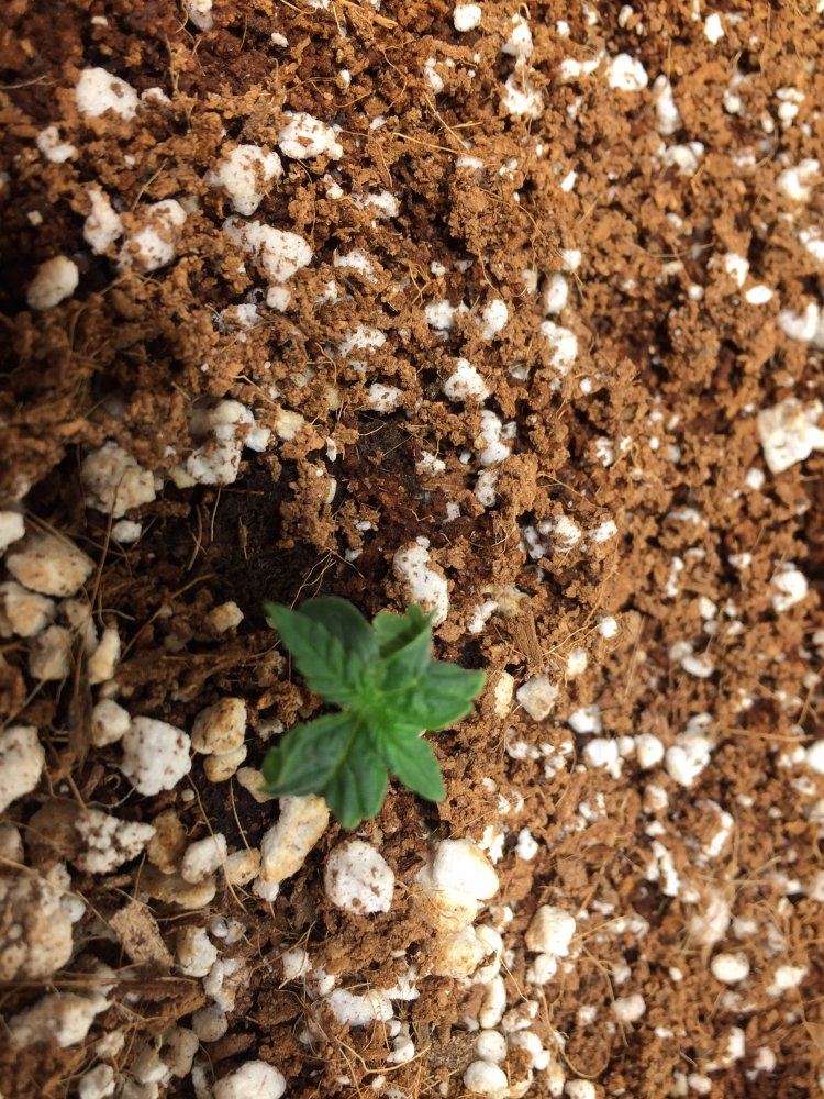 Brown tips on 2 day old seedlings 3