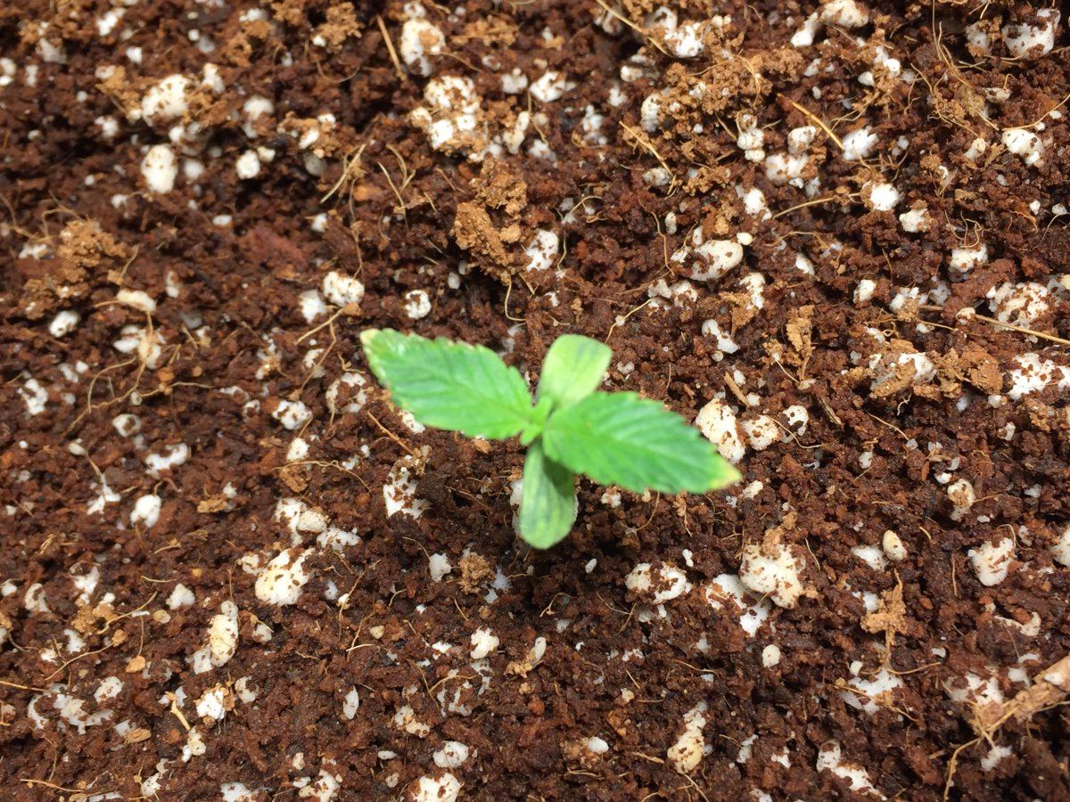 Brown tips on 2 day old seedlings 4
