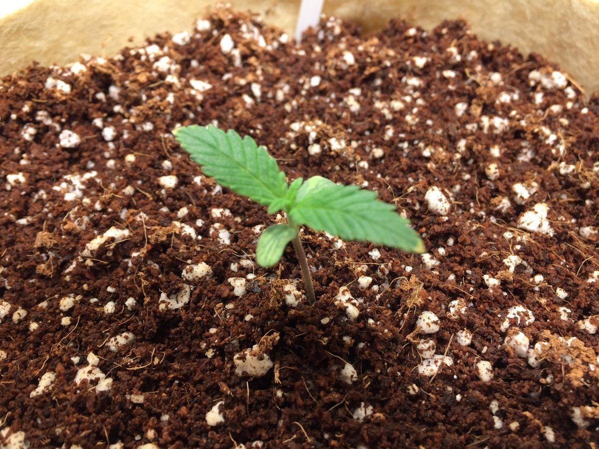 Brown tips on 2 day old seedlings