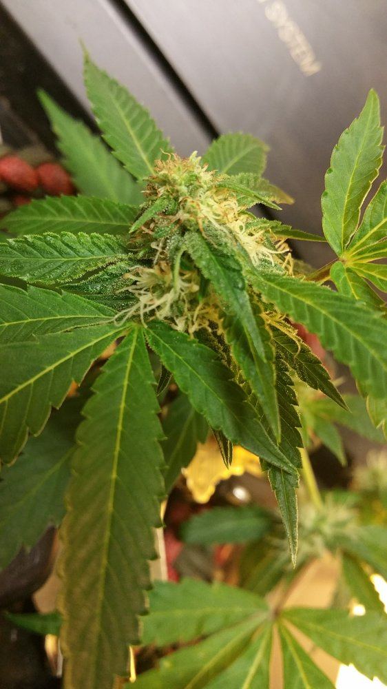 Browningred hairs in 3 4weeks pollinated 3