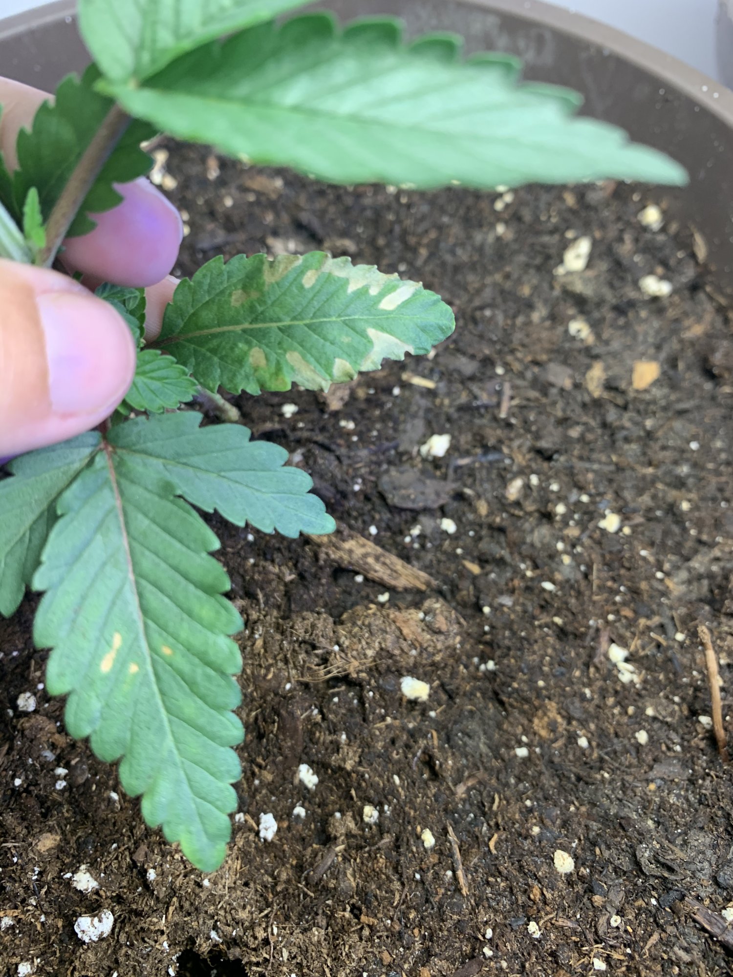 Browningyellowing areas on bottom leaves 3