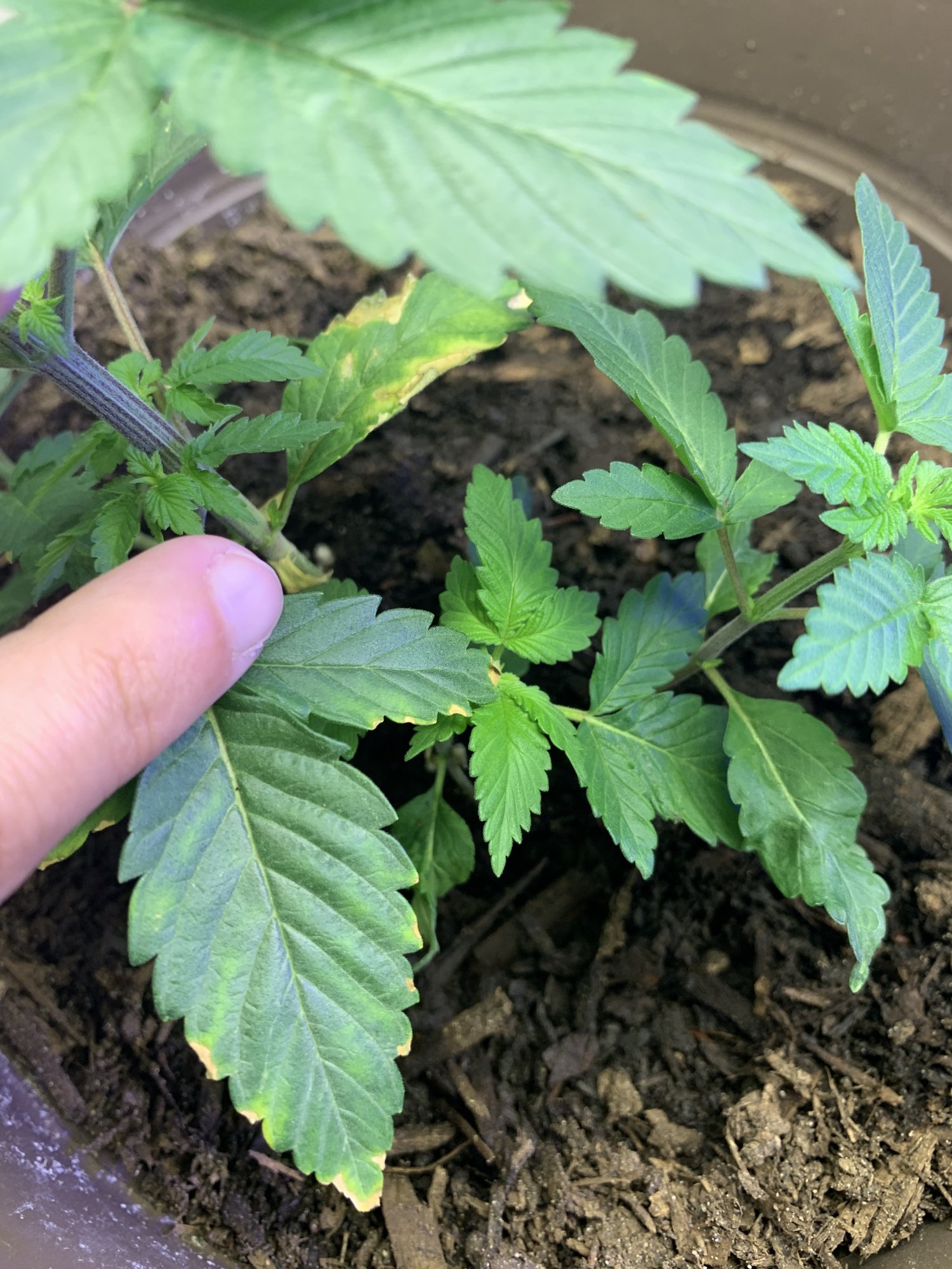 Browningyellowing areas on bottom leaves 4