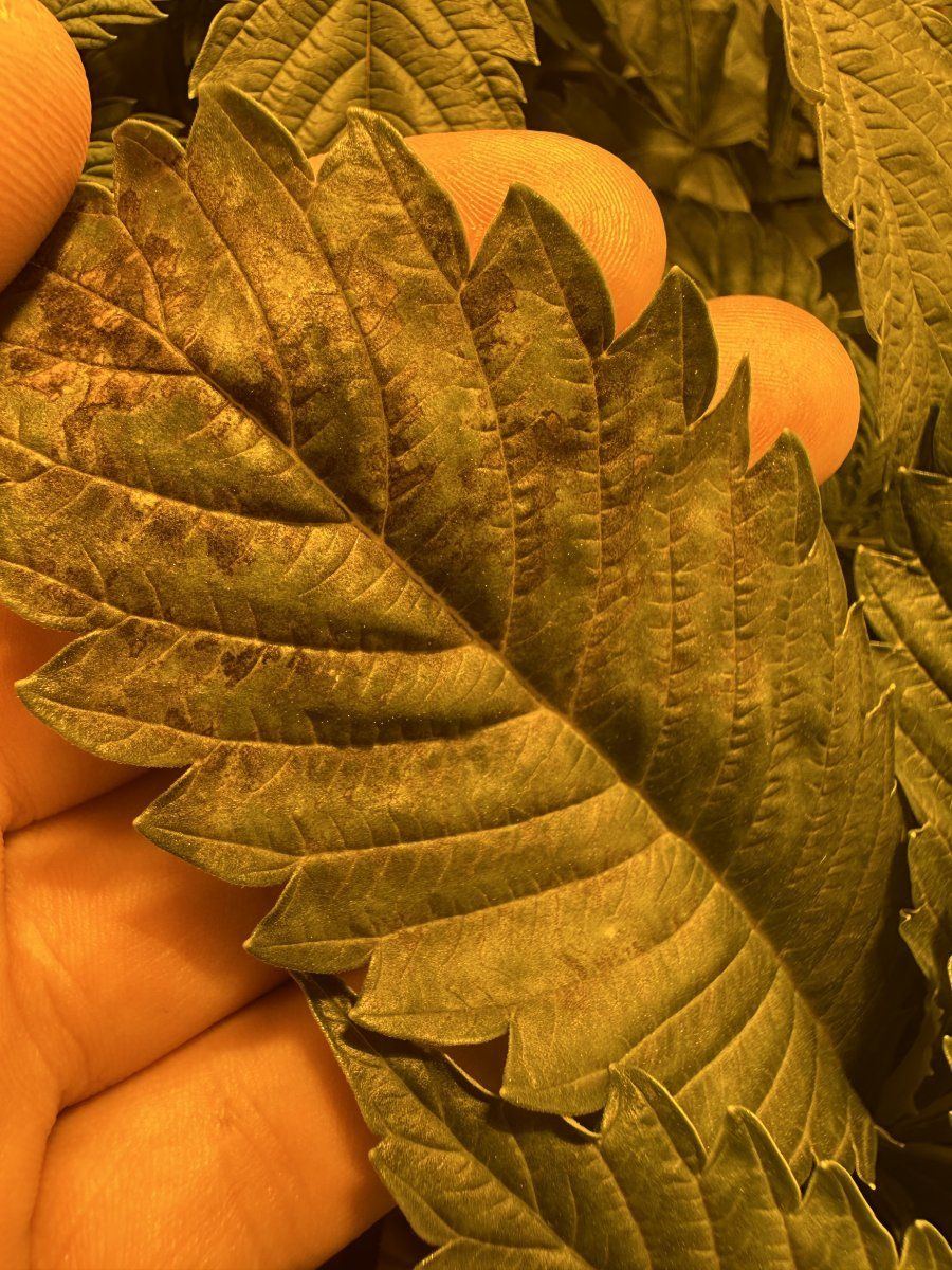 Brownorange leaves in veg