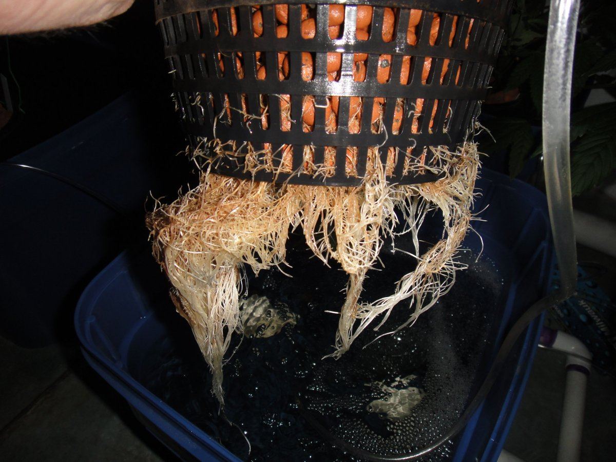 Brownroots