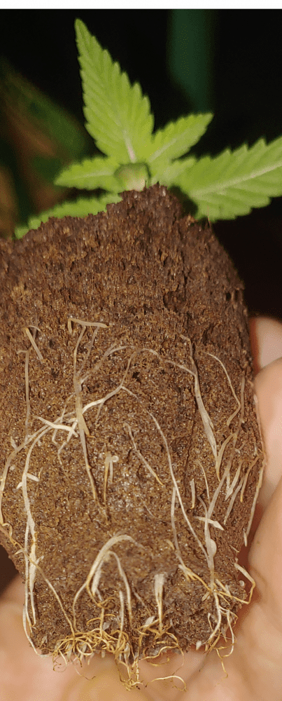 Brownroots