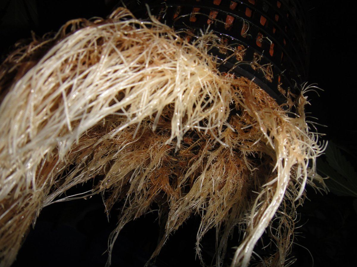Brownroots2