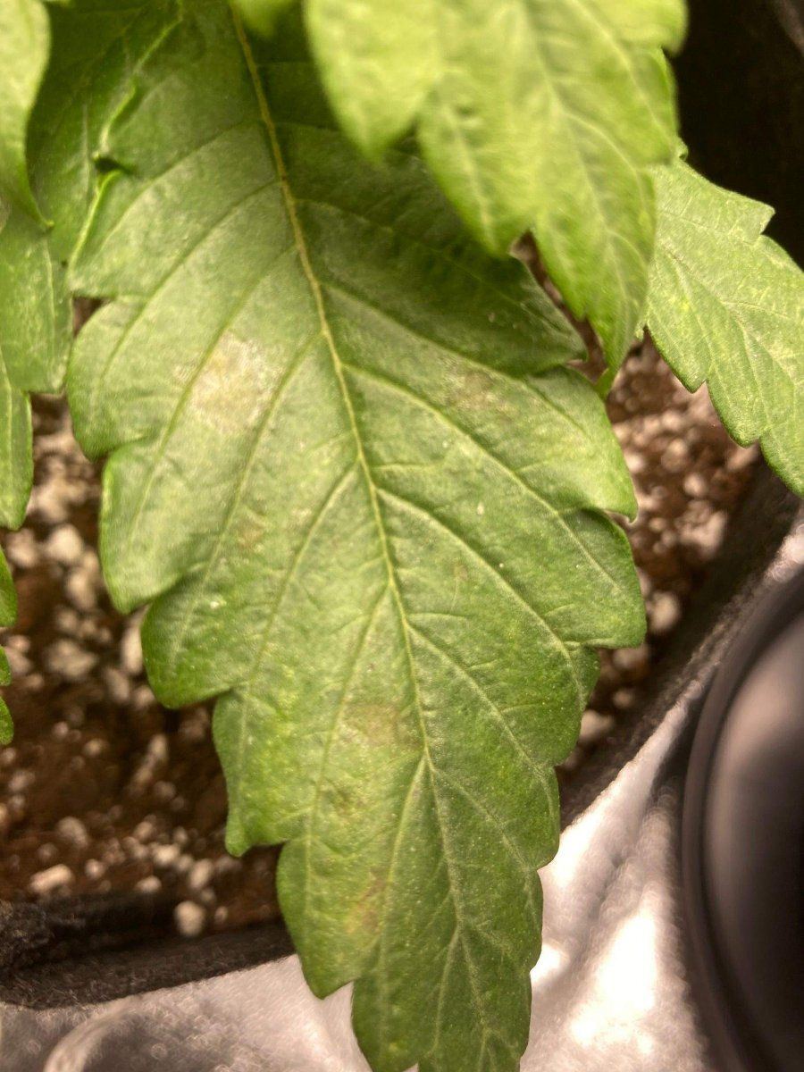 Brownrusty spots on leaves after dark period 2
