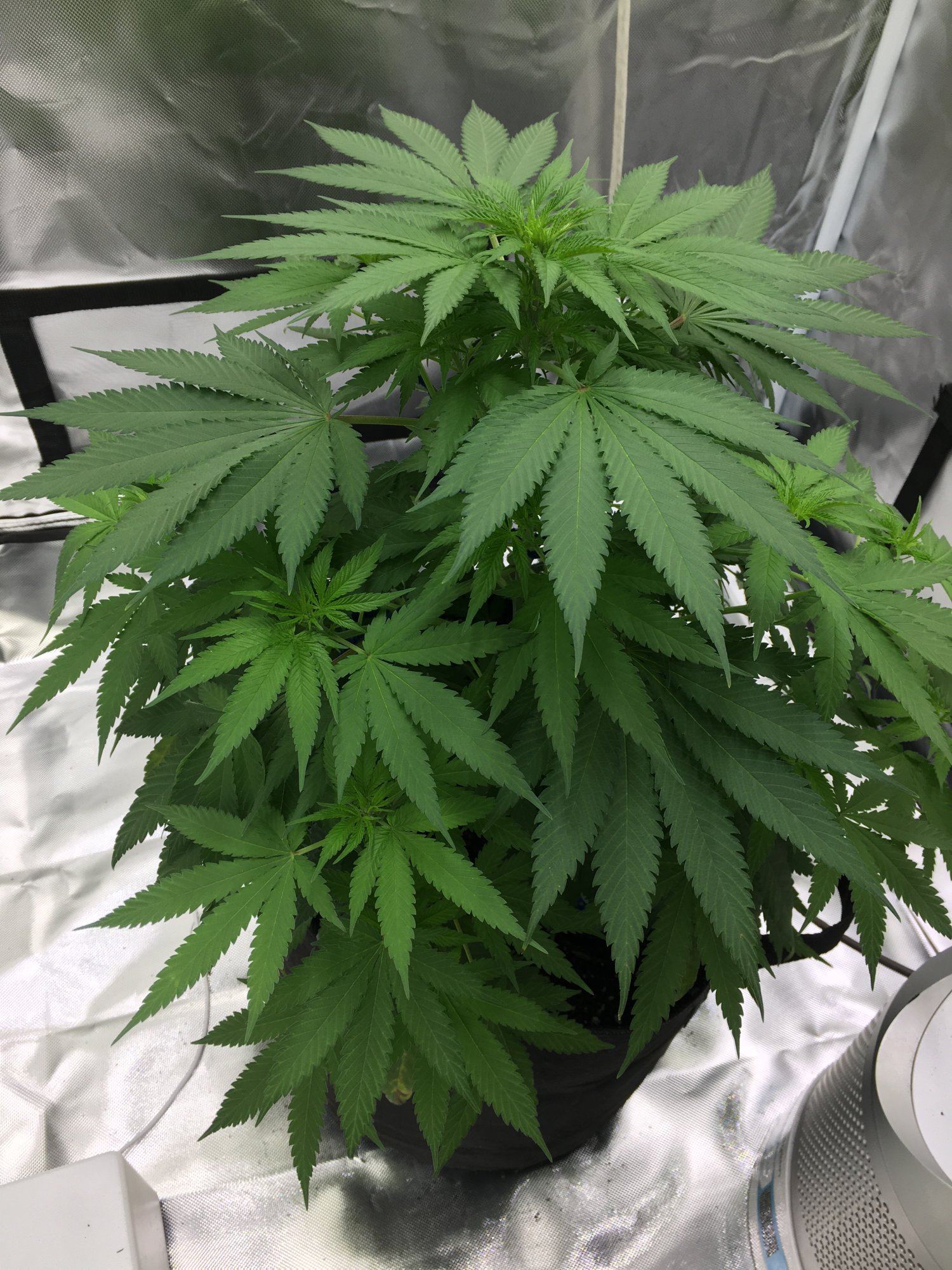 Brownyellow on fan leaves 3