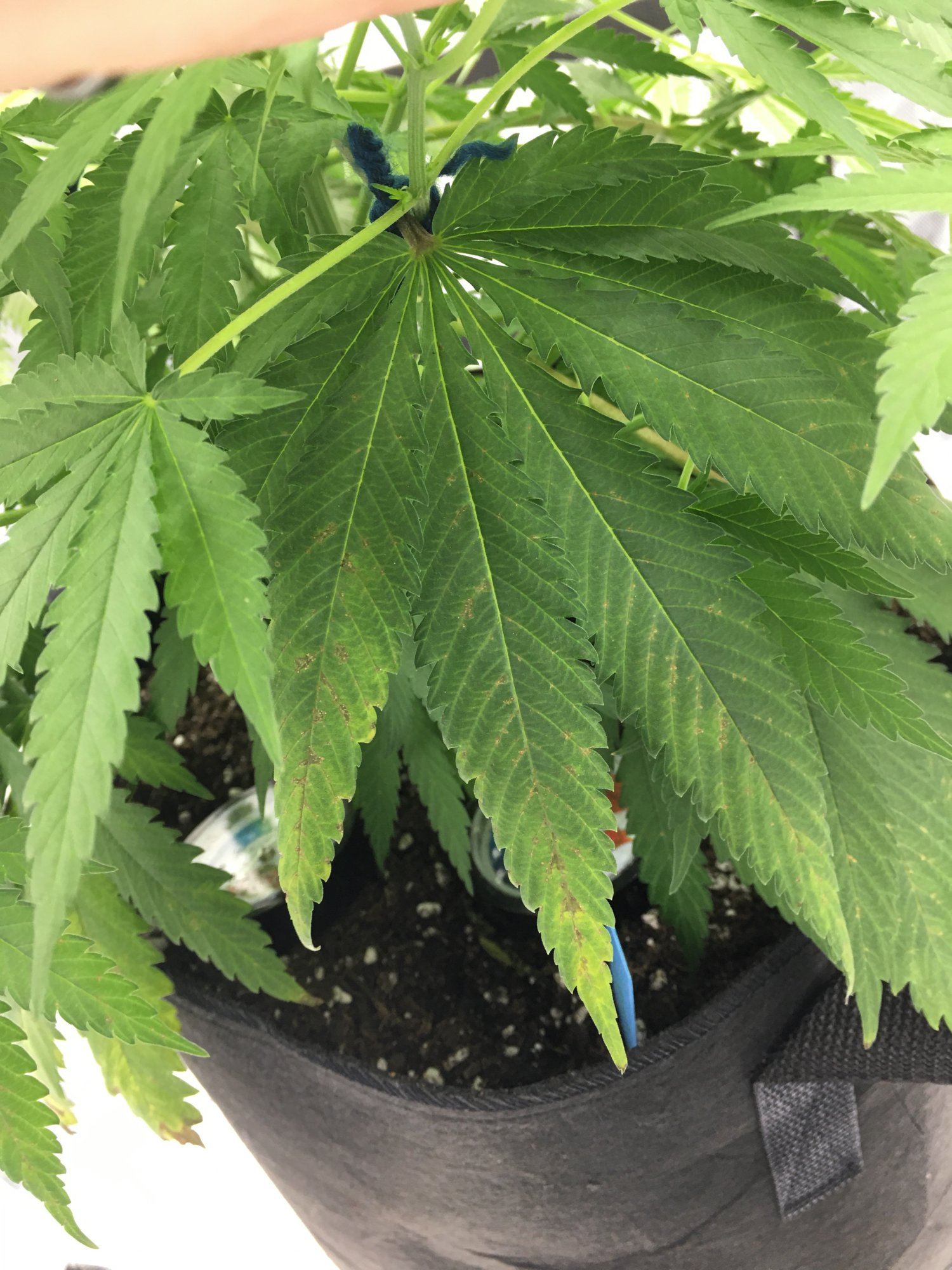 Brownyellow on fan leaves 4