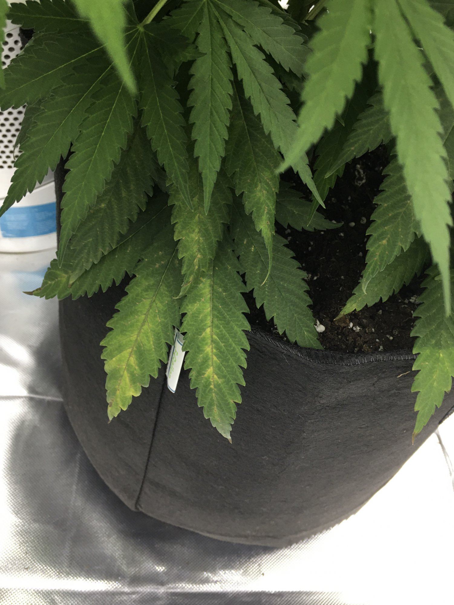 Brownyellow on fan leaves 5