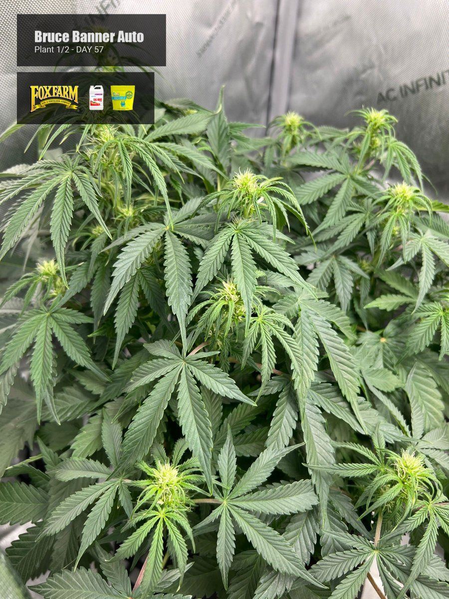 Bruce banner auto ff left day 57