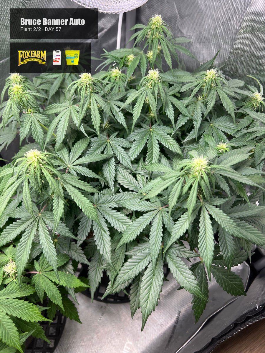Bruce banner auto ff right day 57