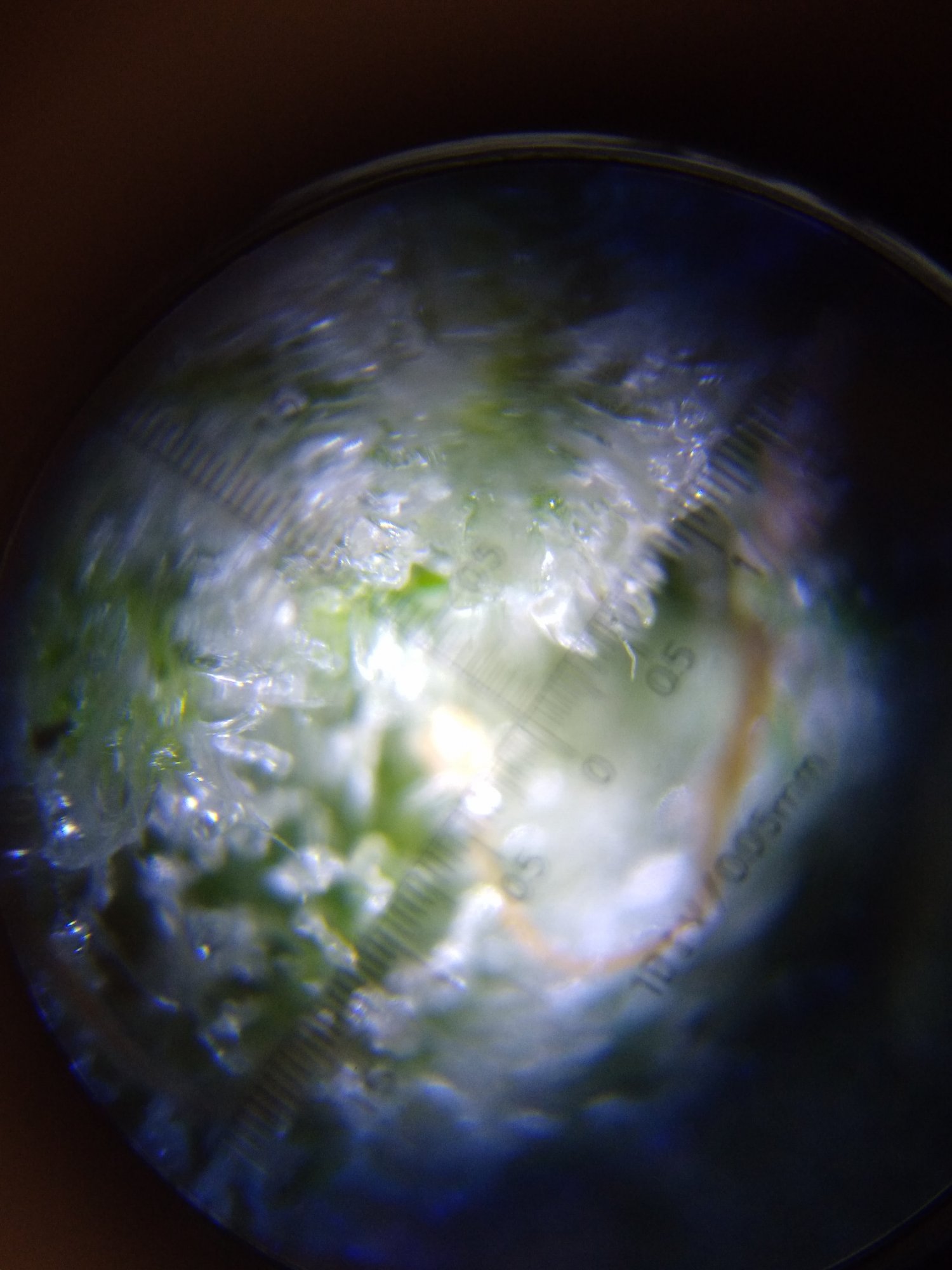 Bruce banner in a microscope 3