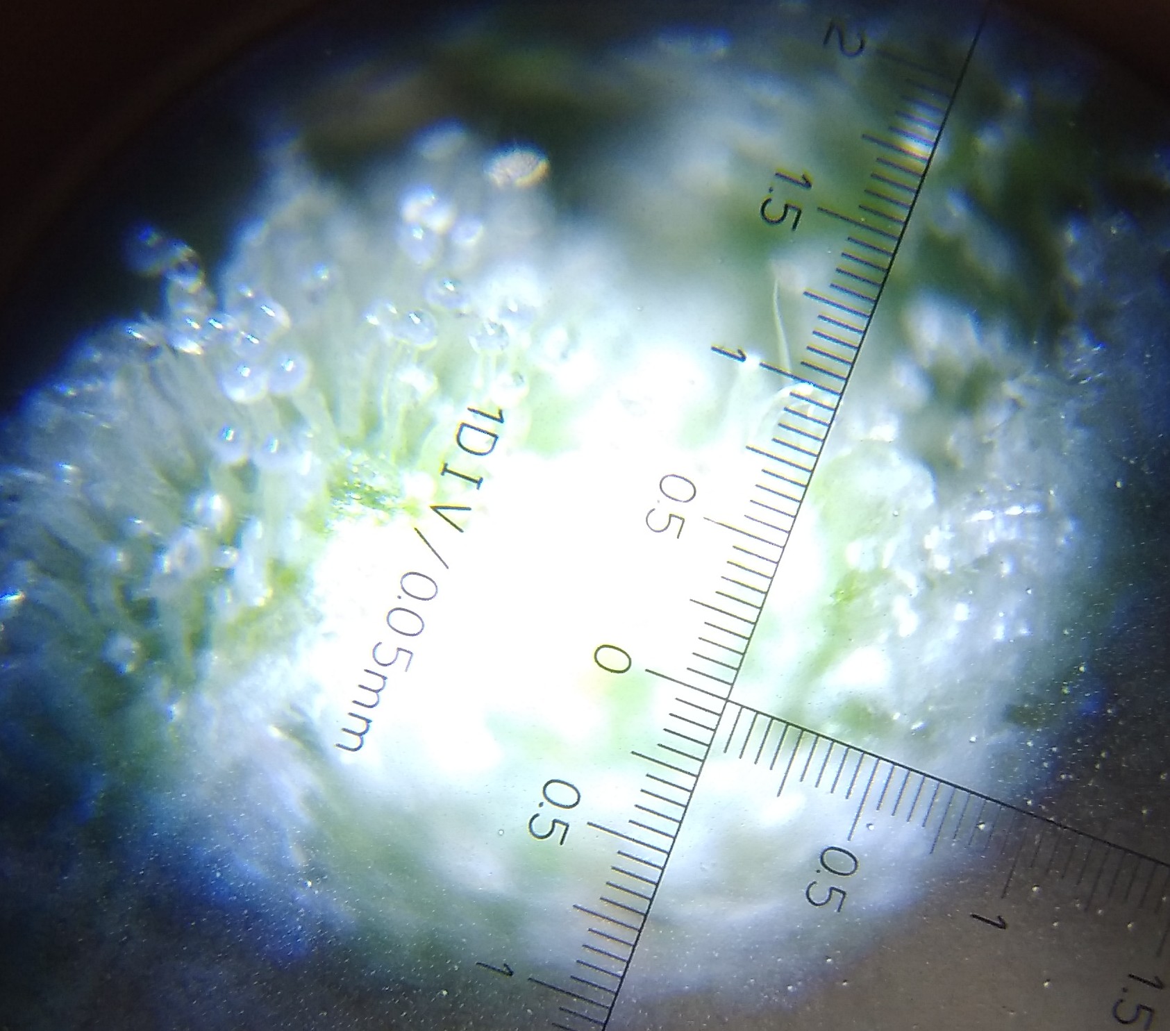 Bruce banner in a microscope 4