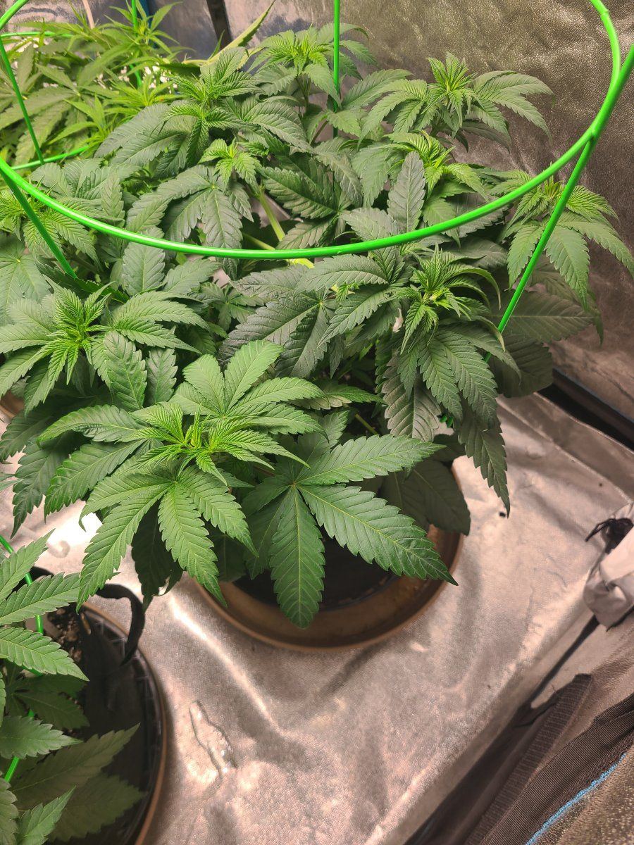 Bruce banner week five currently 2