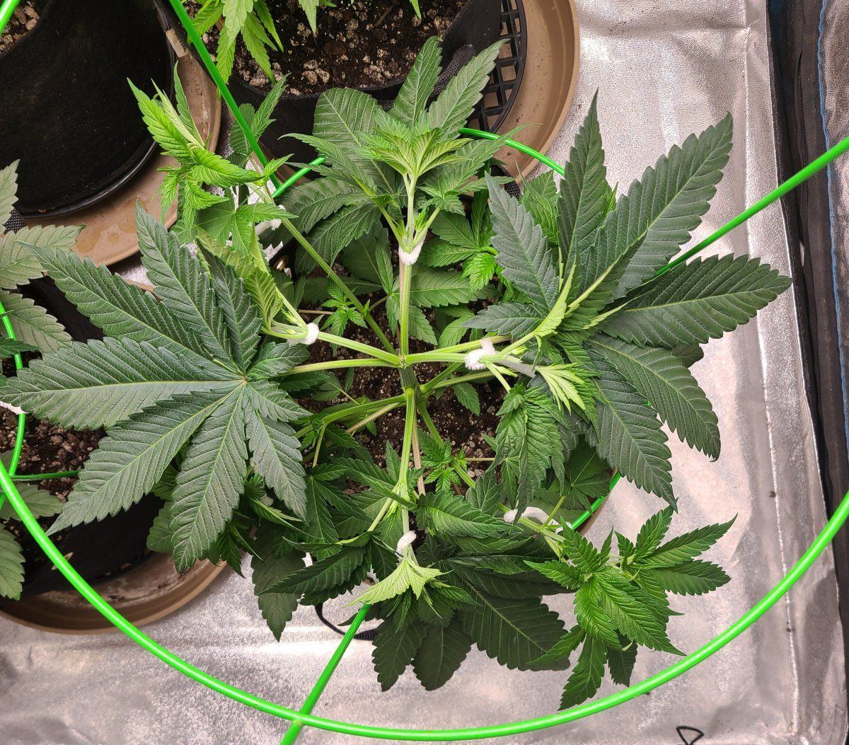 Bruce banner week five currently 3