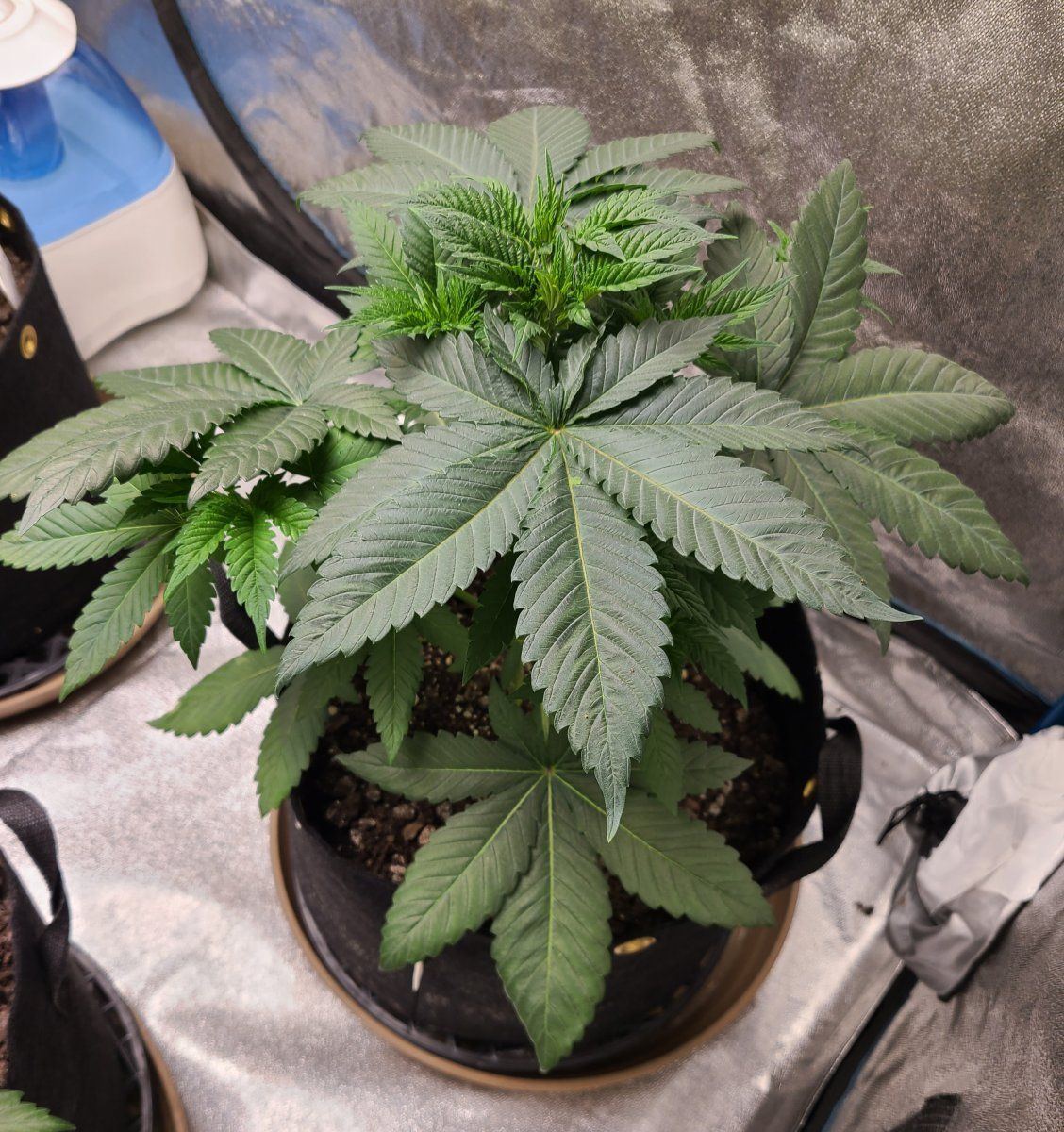Bruce banner week five currently 4