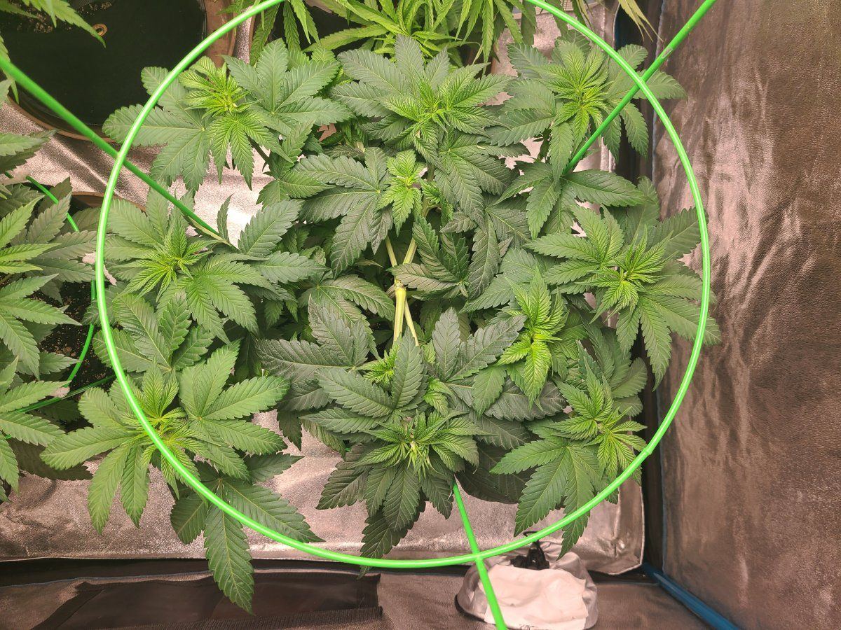 Bruce banner week five currently