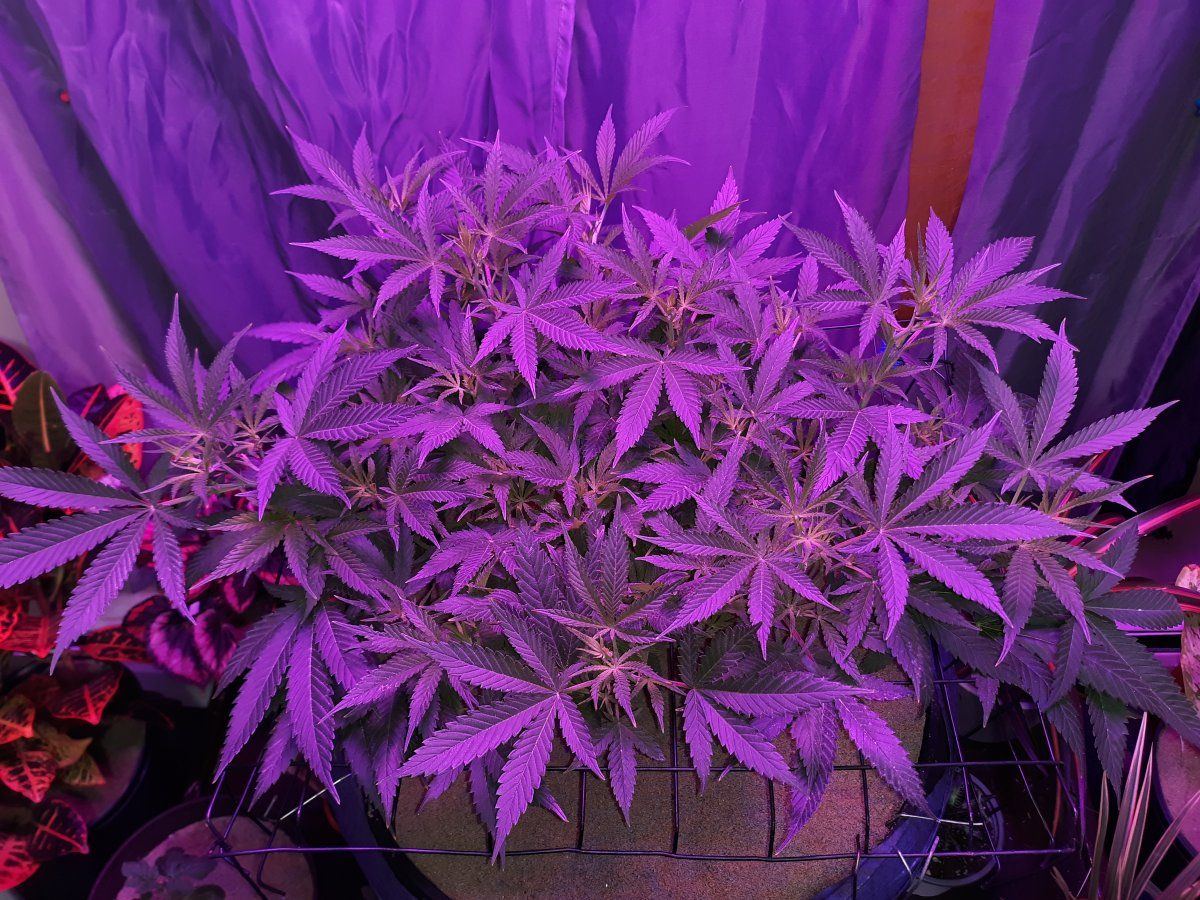 Bruce banner3 clones have deformed growth please help me identify the issue 4