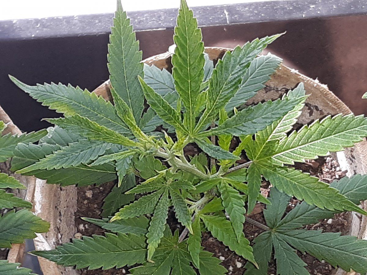 Bruce banner3 clones have deformed growth please help me identify the issue
