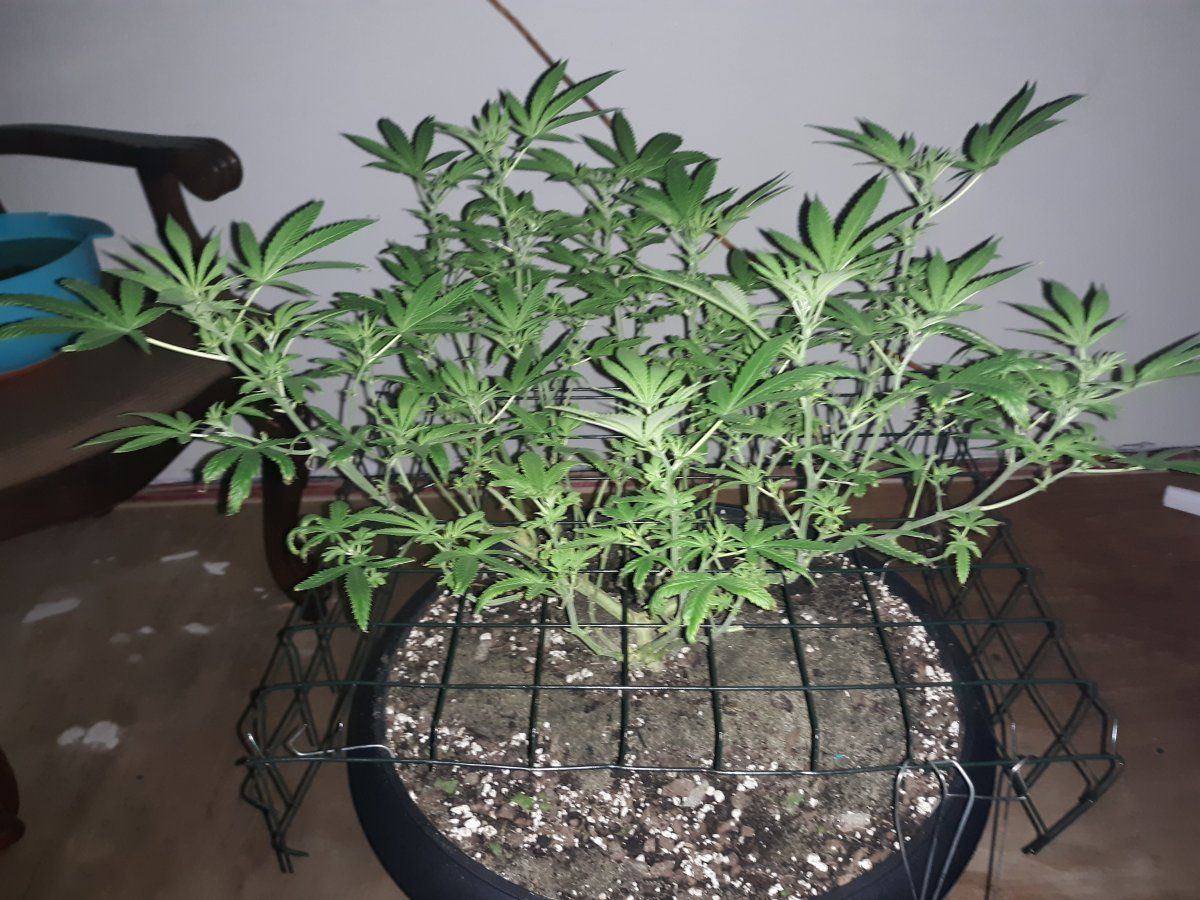 Bruce banner3 fem photo 10 days into flower my runoff ph is 74 24 hrs after 65 runoff reading 