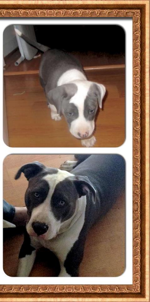 Bruiser pup pics