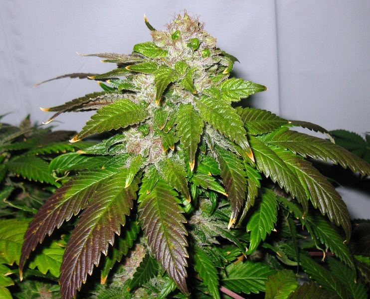 Brx  8 wks 022