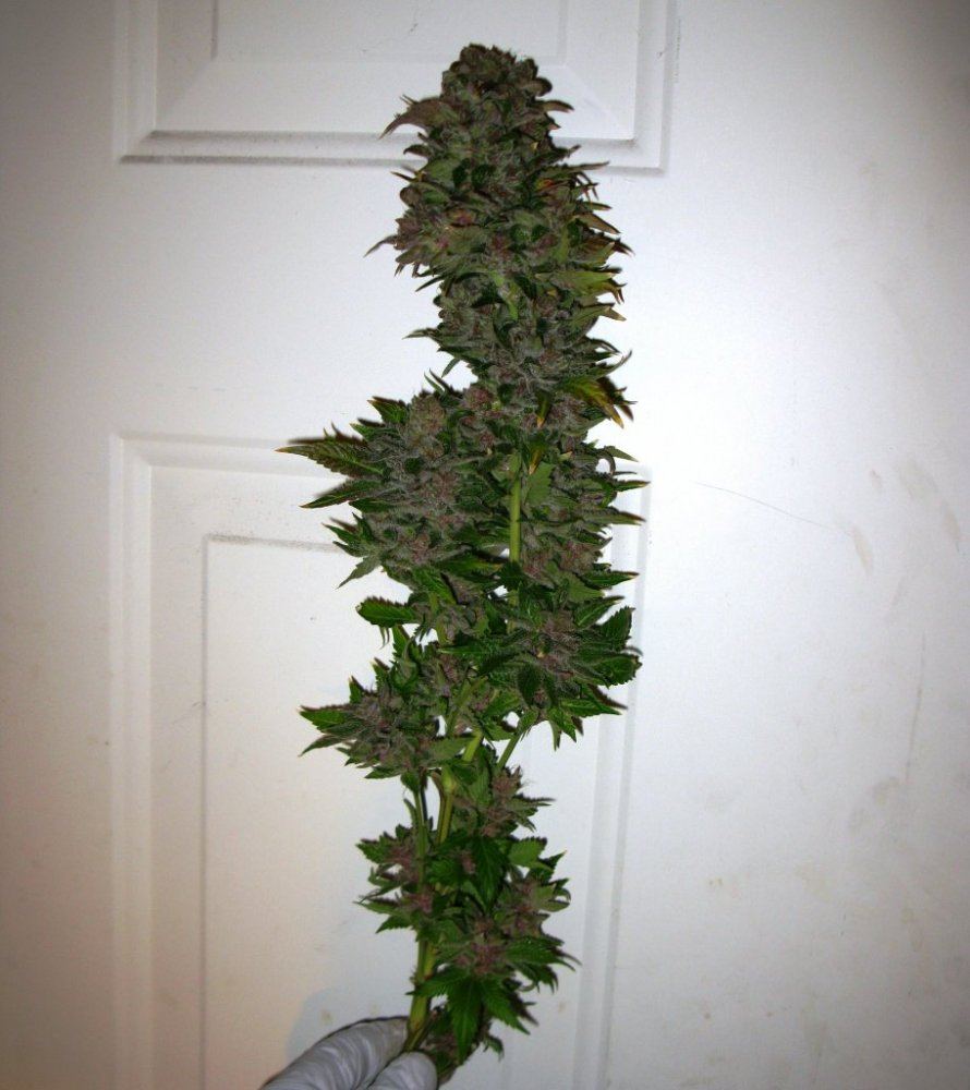 Brx1 chop 69 d 012
