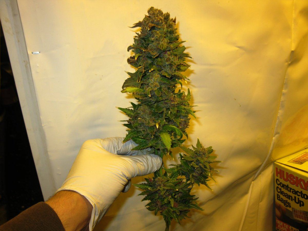 Brx1 chop 69 d 020