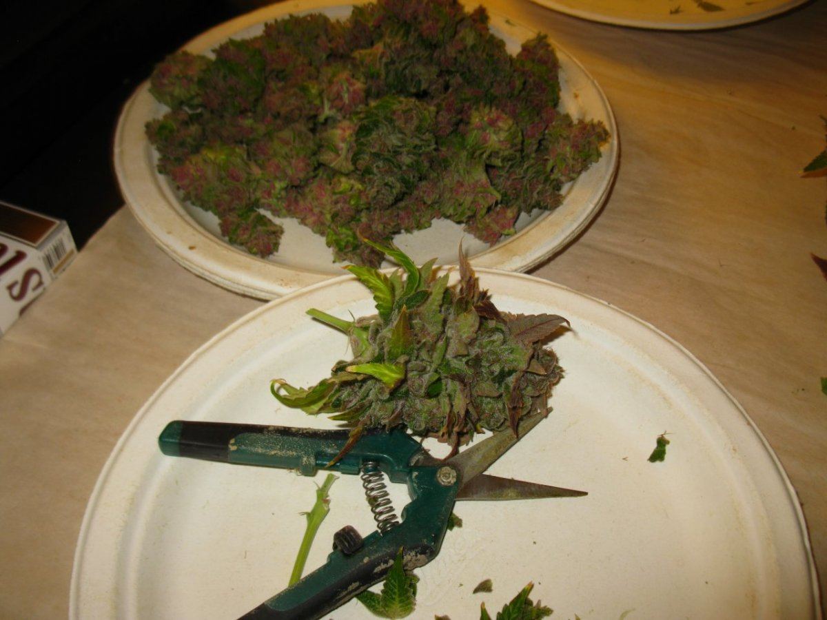 Brx1 chop 69 d 037