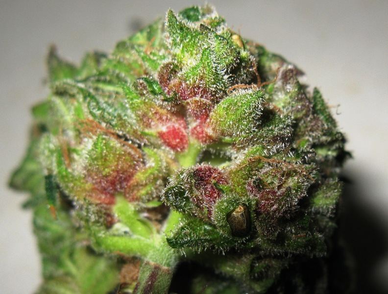 Brx2 seeded chop 003